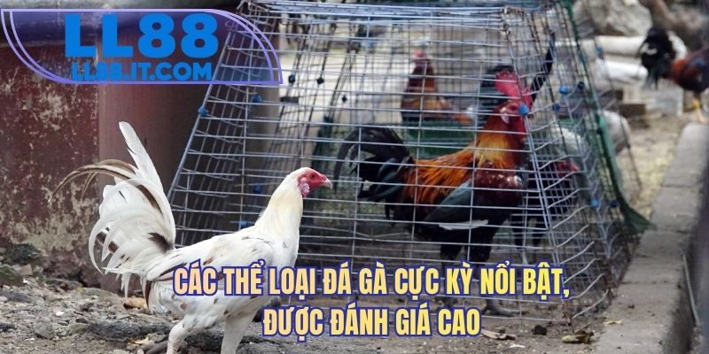Các thể loại Đá gà cực kỳ nổi bật, được đánh giá cao